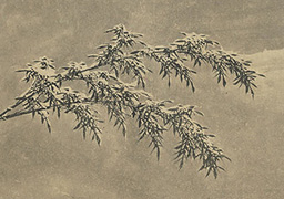 Guo Bi: Snowy Bamboo