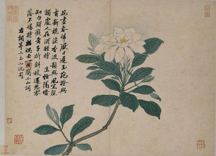 Shen Zhou: Gardenia